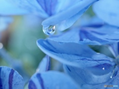 Light-blue tear