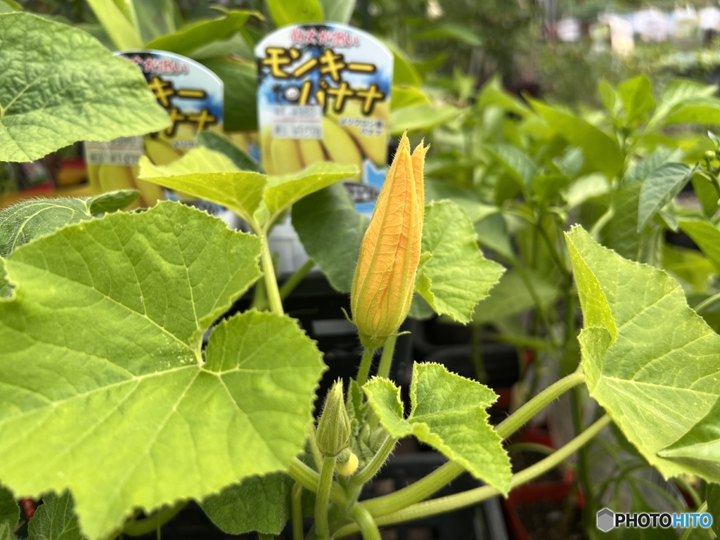 モンキーバナナ