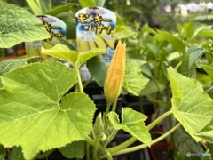 モンキーバナナ