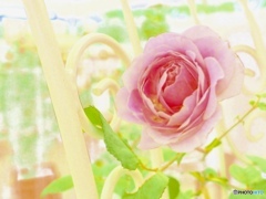 薔薇色に染まる時