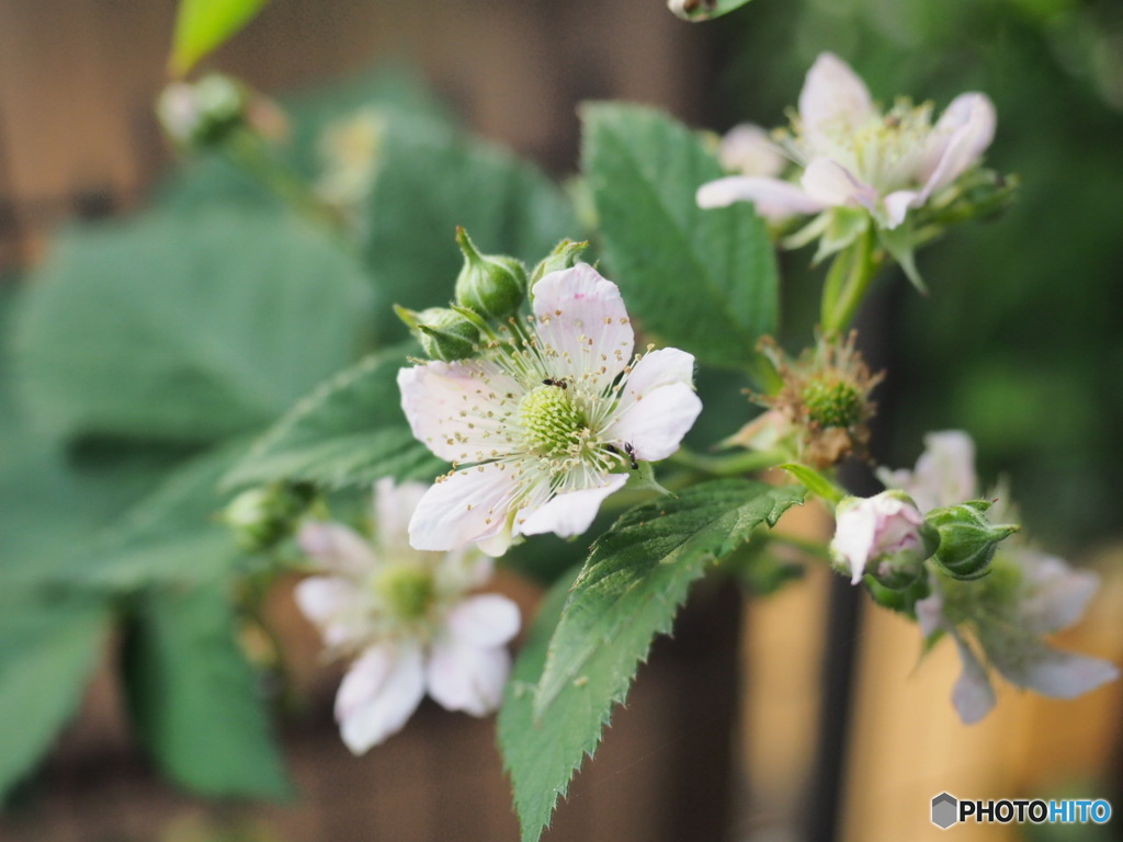 BlackBerryの花が咲いてます