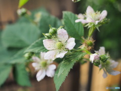 BlackBerryの花が咲いてます