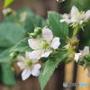BlackBerryの花が咲いてます