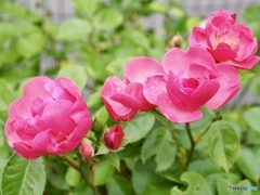 2000年からこのチビ庭の住人