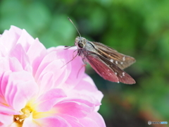 ゆっくりしていくよ…