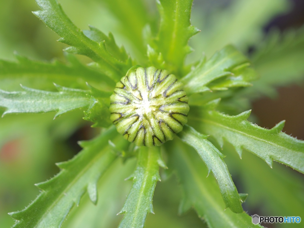 わからない愉しみ