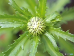 わからない愉しみ