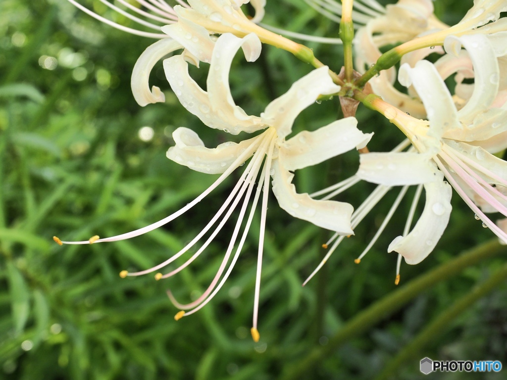 Nerine
