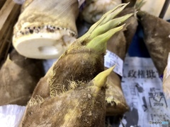 タケノコ・ノコノコ