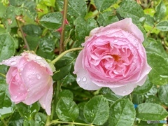 雨が大好きだよ