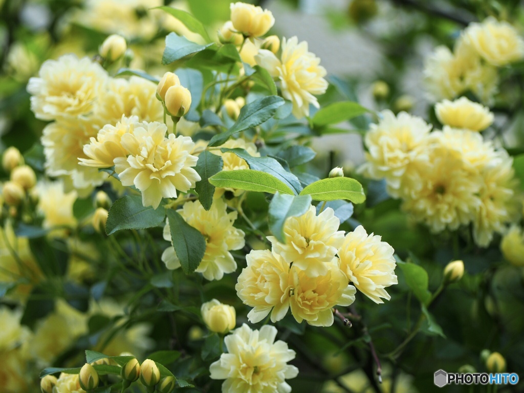 木香薔薇