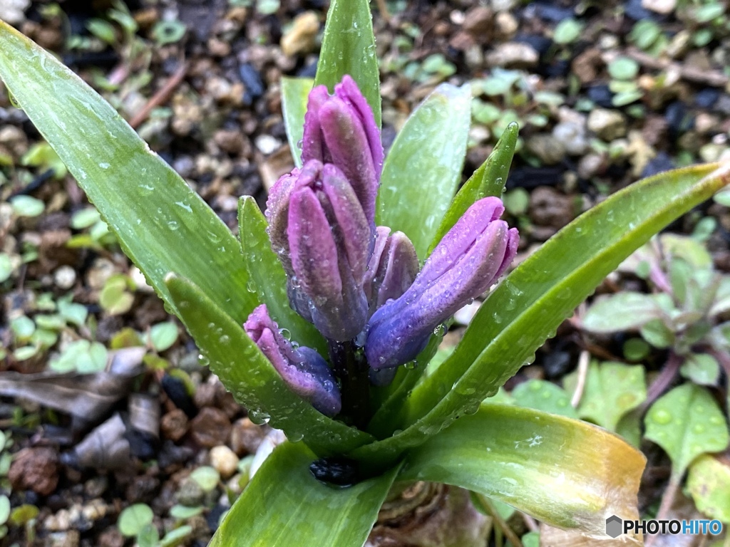 おはようを云いたくて