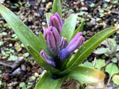 おはようを云いたくて