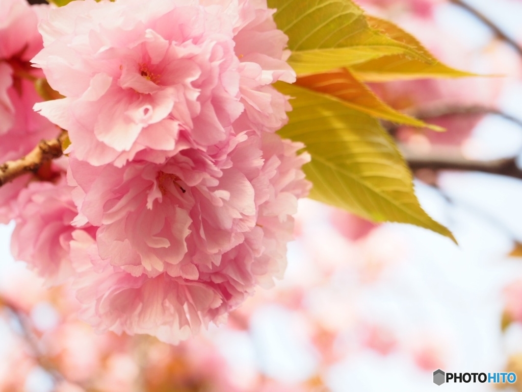 八重咲き桜