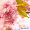 八重咲き桜
