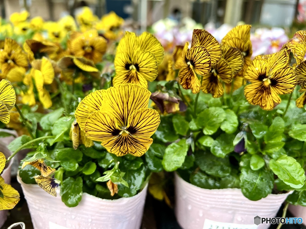 viola Tiger eye