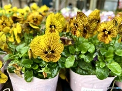 viola Tiger eye