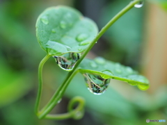仲良し雨滴