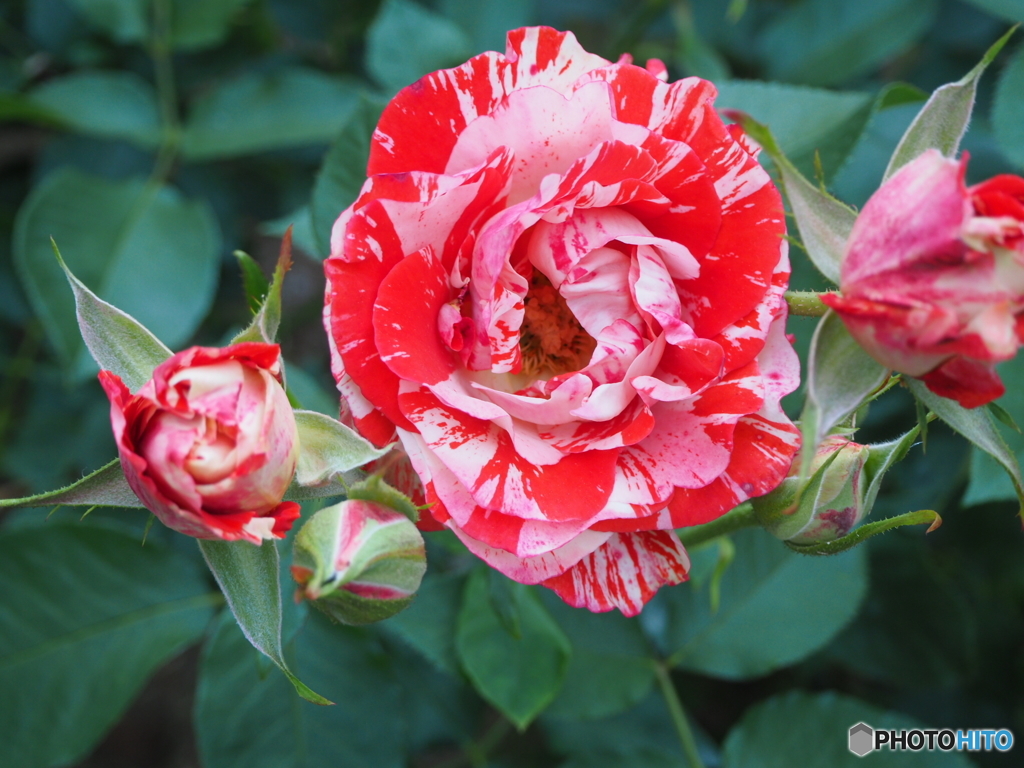 きっと薔薇の妖精が魔法を使ったのよ