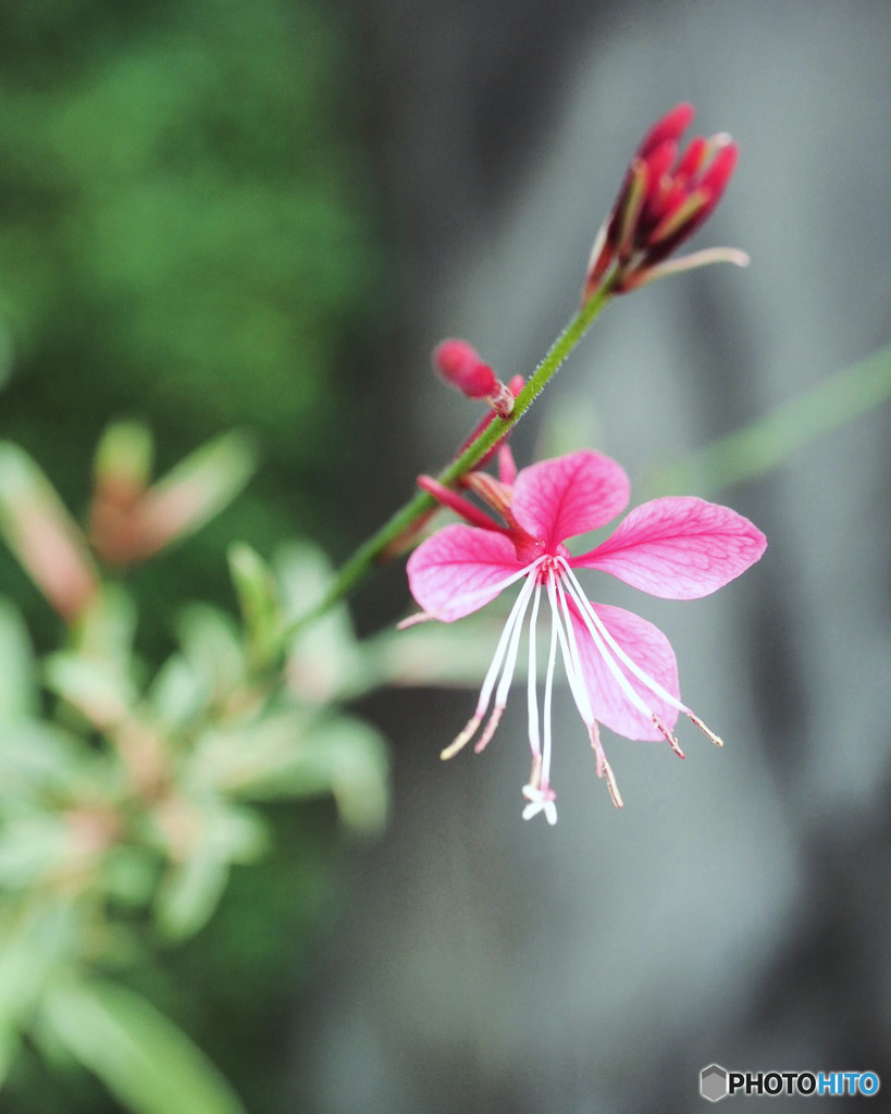 Gaura