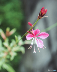 Gaura