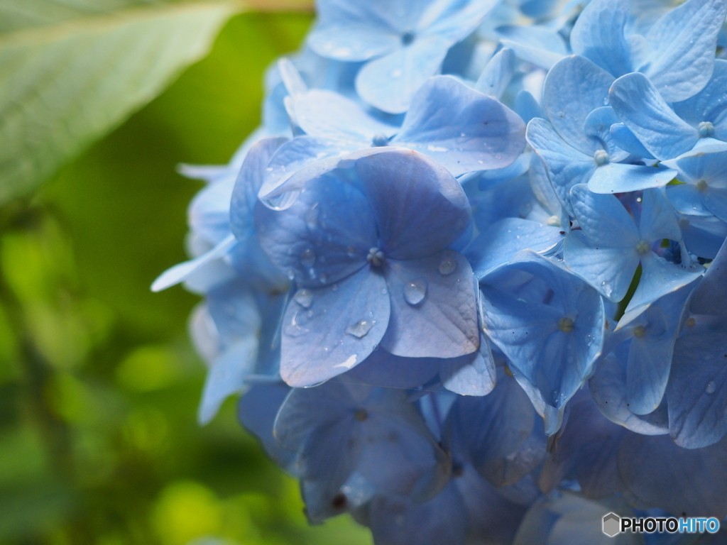 light blue