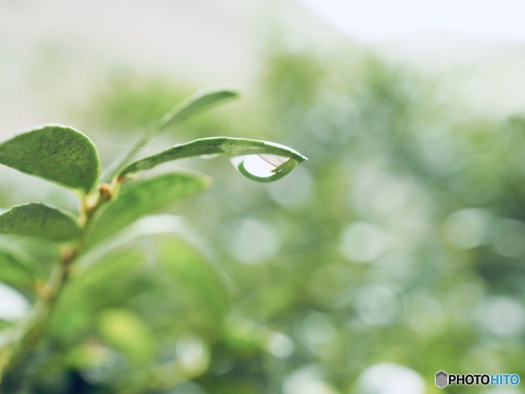 雨滴のうた