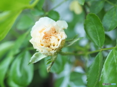 わたしには棘がナイの