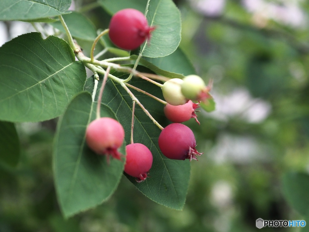 Juneberry