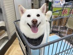 白柴ちゃん