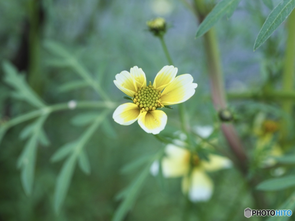 背高のっぽの囁き