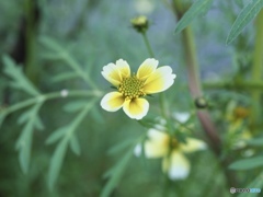 背高のっぽの囁き