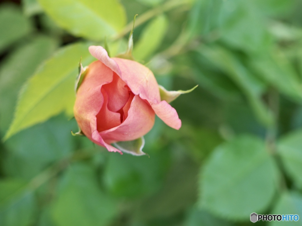 茜色の空のように