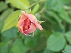 茜色の空のように