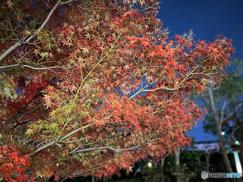 夕暮れ紅葉