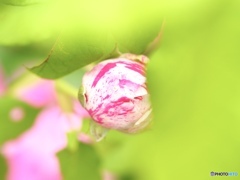かくれんぼ
