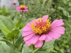 Zinnia