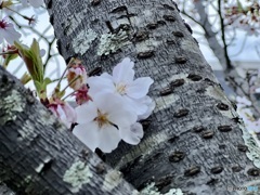 夕暮れ桜