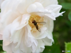 食事中は邪魔しないでよね