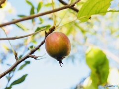 Crab apple