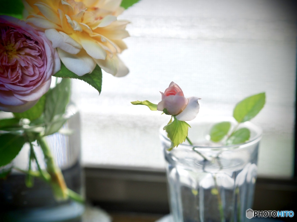 窓際のトットちゃん