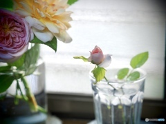 窓際のトットちゃん