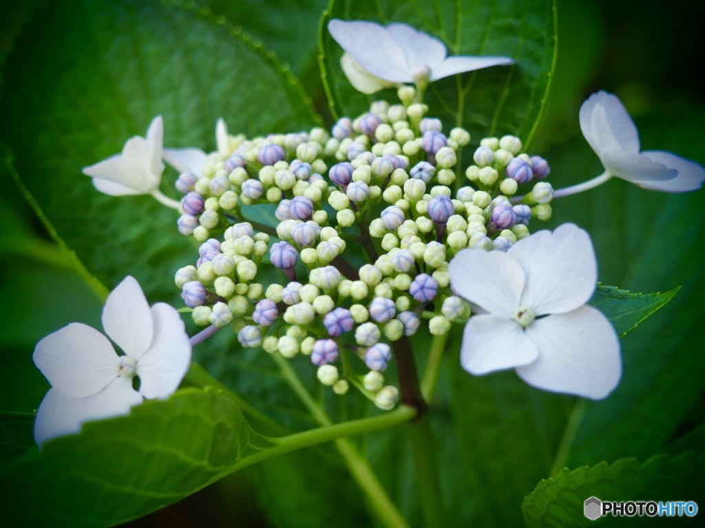 裏庭紫陽花