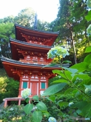 岩船寺、三重塔と紫陽花