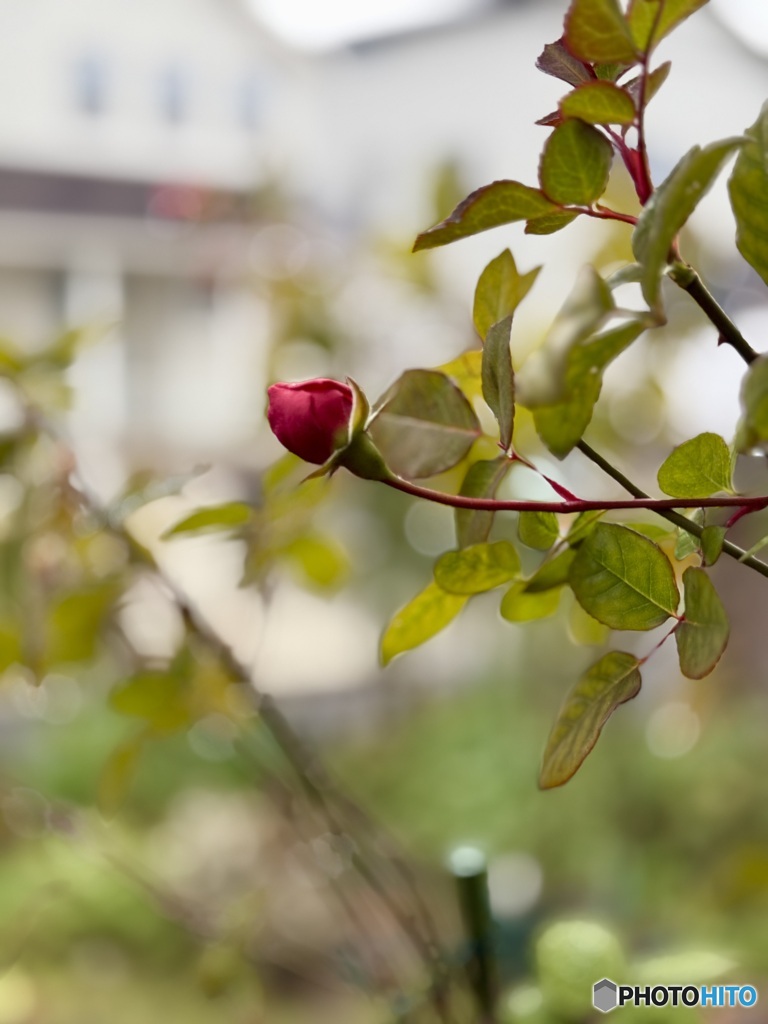 雨と薔薇と