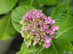 渦紫陽花