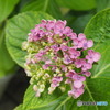 渦紫陽花