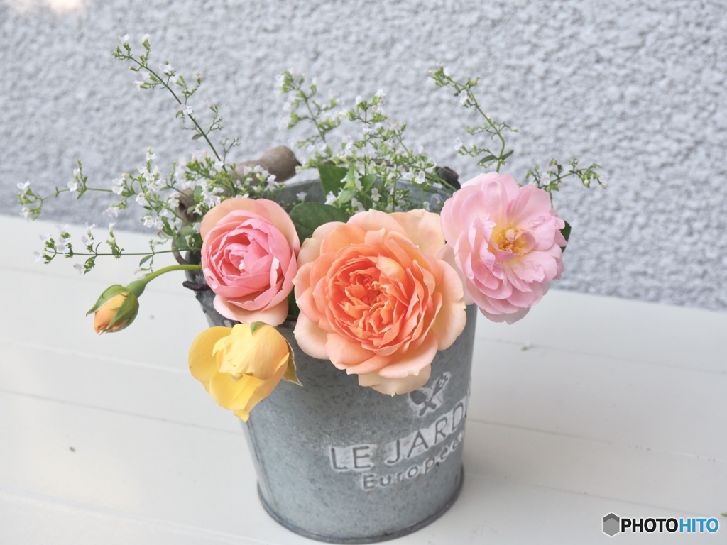 今朝の薔薇たち