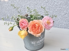 今朝の薔薇たち