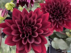 真紅のダリアに逢いたくて